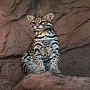 ocelot wallpaper  screen for extension Chrome web store in OffiDocs Chromium