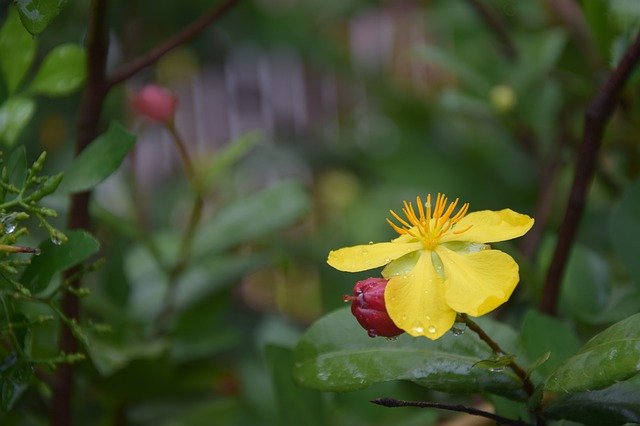 무료 다운로드 Ochna Integerrima Beautiful - 무료 사진 또는 GIMP 온라인 이미지 편집기로 편집할 사진