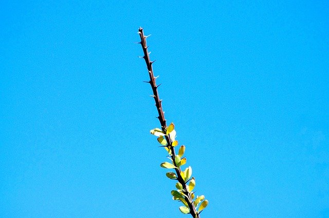 Free download Ocotillo At City Of Rocks -  free photo or picture to be edited with GIMP online image editor