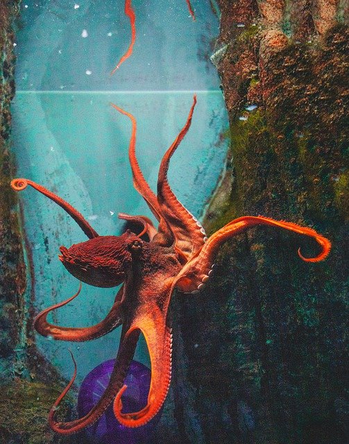 Descarga gratuita Octopus Aquarium Underwater - foto o imagen gratuita para editar con el editor de imágenes en línea GIMP