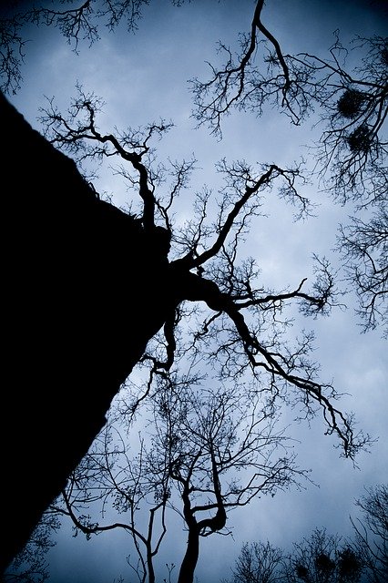 無料ダウンロードタコの森の木-GIMPオンライン画像エディタで編集できる無料の写真または画像