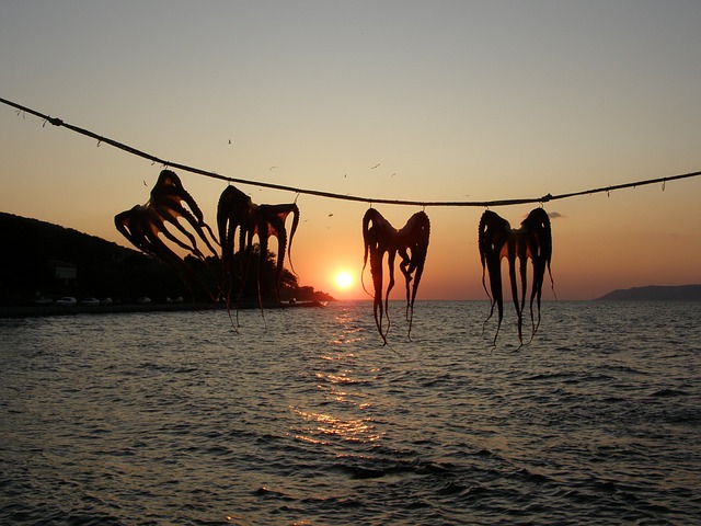 Free download octopus sea sunset drying dying free picture to be edited with GIMP free online image editor