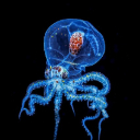 OCTOPUS THEME  screen for extension Chrome web store in OffiDocs Chromium