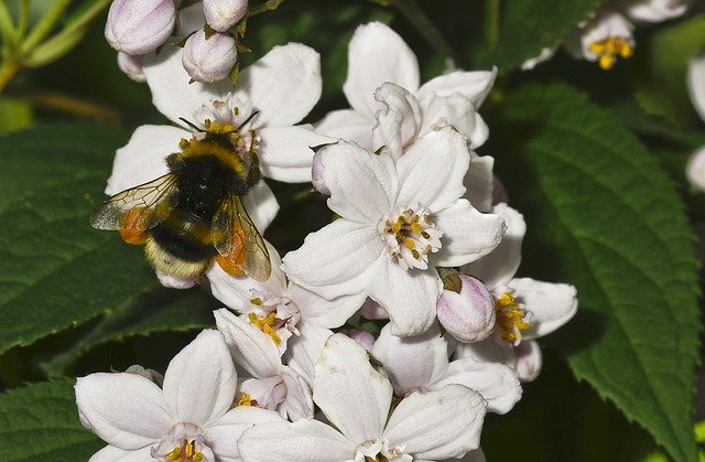 Free download Of Deutzia Flower Nature Hummel -  free photo or picture to be edited with GIMP online image editor