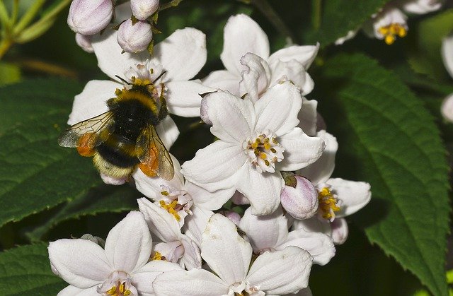 Descarga gratuita de Deutzia Flower Nature Hummel - foto o imagen gratuita para editar con el editor de imágenes en línea GIMP