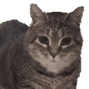 oiia cat  screen for extension Chrome web store in OffiDocs Chromium