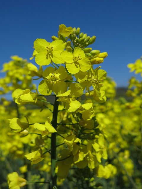 Free download oilseed rape blossom bloom free picture to be edited with GIMP free online image editor