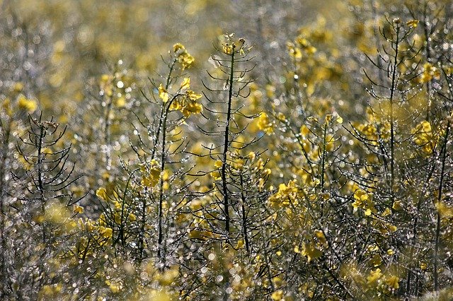 무료 다운로드 Oilseed Rape Faded Dew Morning - 무료 사진 또는 김프 온라인 이미지 편집기로 편집할 수 있는 사진