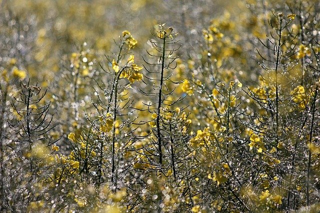 Free download Oilseed Rape Faded Dew Morning -  free photo or picture to be edited with GIMP online image editor