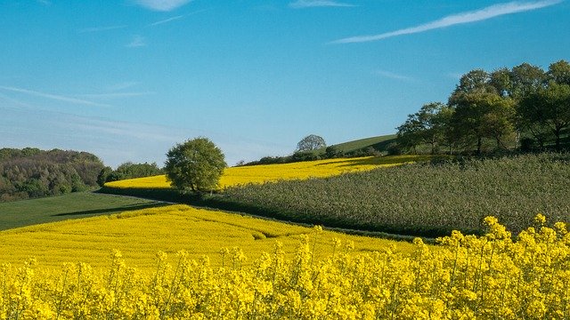 無料ダウンロード油糧種子菜の花畑の風景-GIMPオンライン画像エディタで編集できる無料の写真または写真