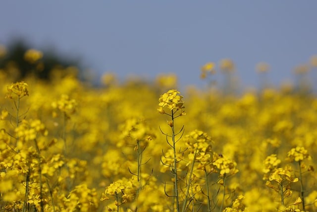 Free download Oilseed Rape Field Of Rapeseeds -  free free photo or picture to be edited with GIMP online image editor