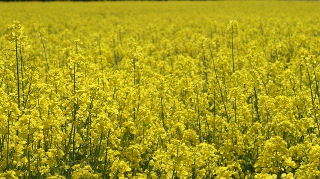 Free download Oilseed Rape Landscape Yellow -  free photo or picture to be edited with GIMP online image editor