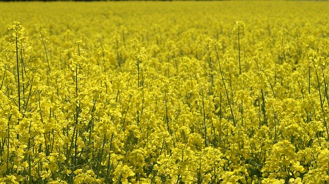 Unduh gratis Oilseed Rape Landscape Yellow - foto atau gambar gratis untuk diedit dengan editor gambar online GIMP