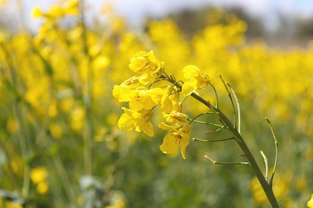 Free download oilseed rape rape seed flower free picture to be edited with GIMP free online image editor