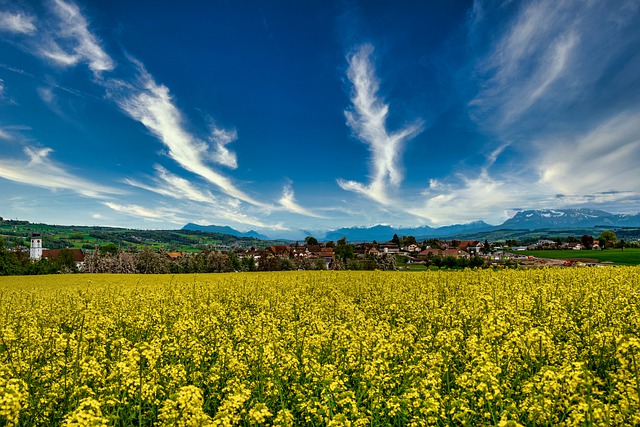 Free download oilseed rape yellow field landscape free picture to be edited with GIMP free online image editor