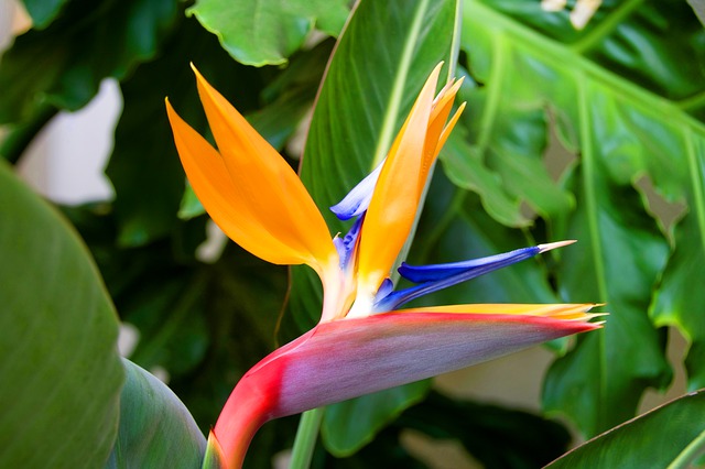 Free download oiseau de paradis strelitzia flower free picture to be edited with GIMP free online image editor