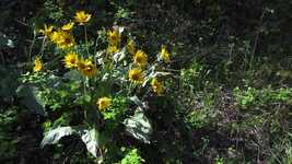 Free download Okanagan Sunflowers Balsamroot -  free video to be edited with OpenShot online video editor