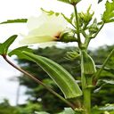 okra wallpaper  screen for extension Chrome web store in OffiDocs Chromium