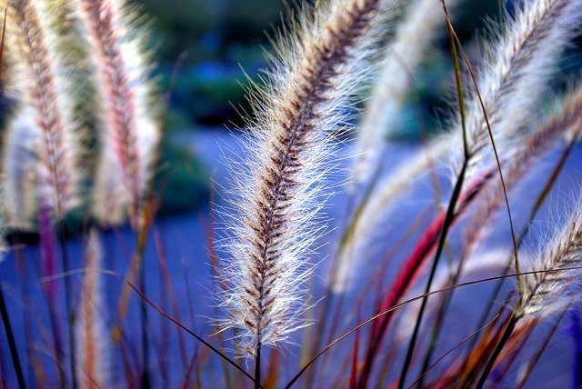 Бесплатная загрузка Olbrich Gardens Ornamental Grass - бесплатное фото или изображение для редактирования с помощью онлайн-редактора изображений GIMP