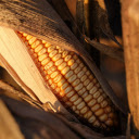 Old corn cobs separate clothes  screen for extension Chrome web store in OffiDocs Chromium