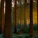 old forest  screen for extension Chrome web store in OffiDocs Chromium