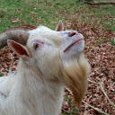 Old goat  screen for extension Chrome web store in OffiDocs Chromium