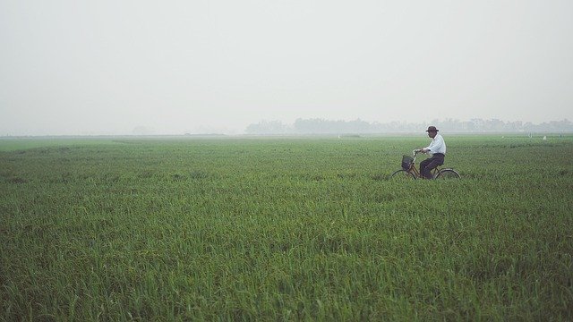 Free download Old Man Rice Field Bicycle -  free photo or picture to be edited with GIMP online image editor