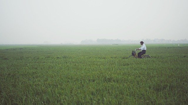 Gratis download Old Man Rice Field Bicycle - gratis foto of afbeelding om te bewerken met GIMP online afbeeldingseditor