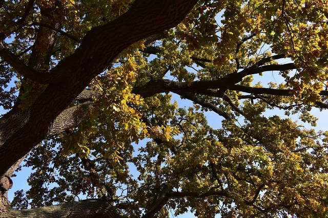 Free download Old Oak Tree Autumn Leaves -  free free photo or picture to be edited with GIMP online image editor