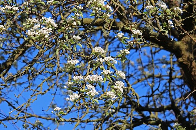 הורדה חינם Old Pear-Tree Blossoming Pear Tree - תמונה או תמונה בחינם לעריכה עם עורך התמונות המקוון GIMP