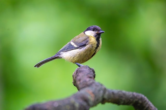 Free download old tree bird watching outdoors free picture to be edited with GIMP free online image editor
