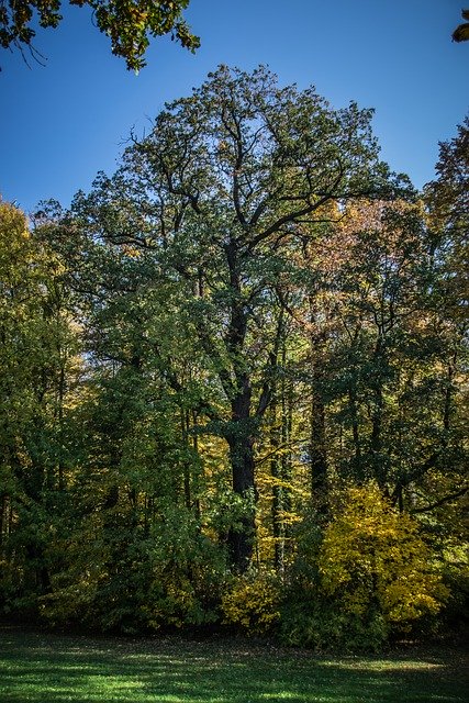 Téléchargement gratuit de Old Tree Landscape - photo ou image gratuite à éditer avec l'éditeur d'images en ligne GIMP