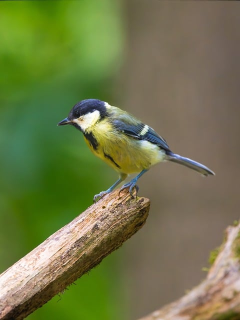 Free download old tree tree bird watching free picture to be edited with GIMP free online image editor