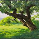 old tree wallpaper  screen for extension Chrome web store in OffiDocs Chromium