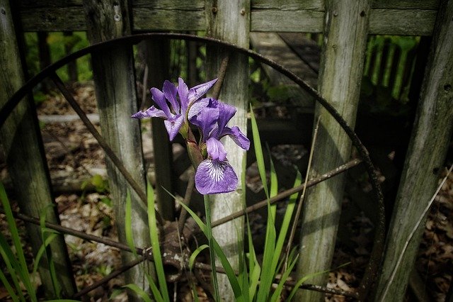 ດາວໂຫຼດຟຣີ Old Wheel Purple Flower - ຮູບພາບຫຼືຮູບພາບທີ່ບໍ່ເສຍຄ່າເພື່ອແກ້ໄຂດ້ວຍບັນນາທິການຮູບພາບອອນໄລນ໌ GIMP