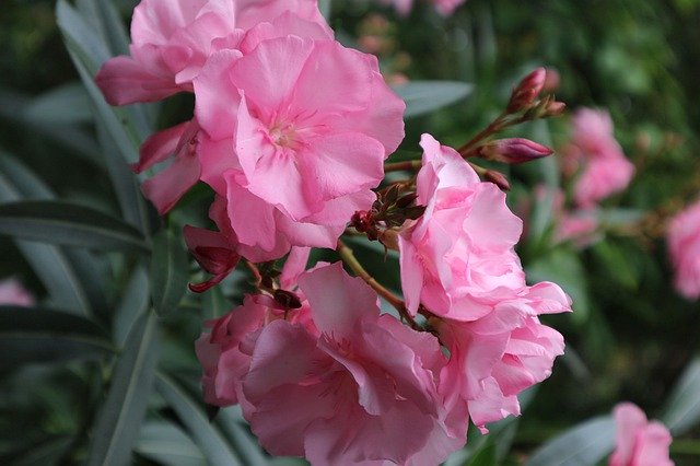 Téléchargement gratuit de Oleander Bush Blossom - photo ou image gratuite à modifier avec l'éditeur d'images en ligne GIMP