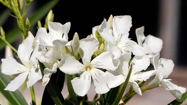 Free download Oleander Flowers White -  free photo or picture to be edited with GIMP online image editor