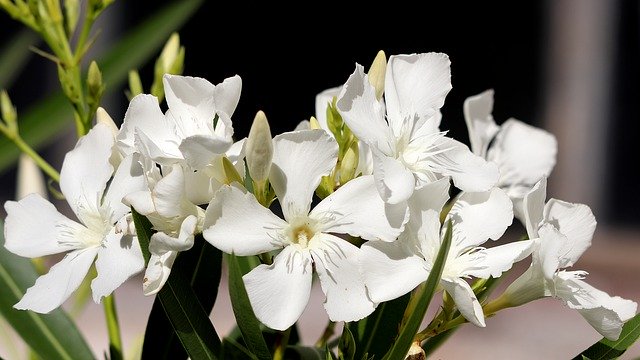 Kostenloser Download Oleander Flowers White - kostenloses Foto oder Bild zur Bearbeitung mit GIMP Online-Bildbearbeitung