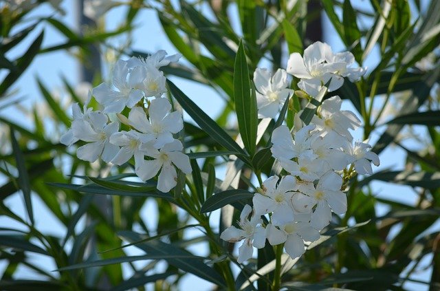 Free picture Oleander Green Summer -  to be edited by GIMP free image editor by OffiDocs