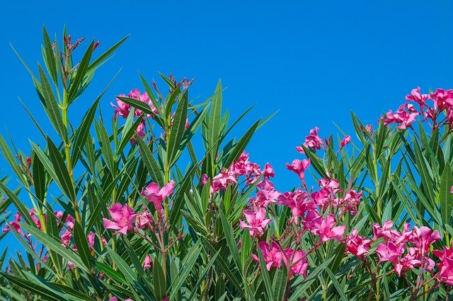 دانلود رایگان گل های صورتی گیاه خرزهره - عکس یا تصویر رایگان قابل ویرایش با ویرایشگر تصویر آنلاین GIMP