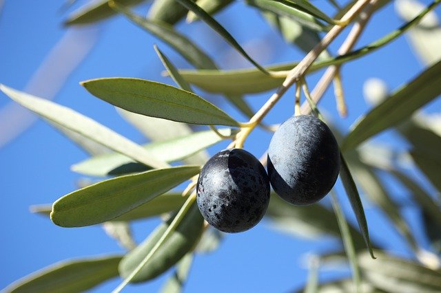 Free download Olivas Olive Tree -  free photo or picture to be edited with GIMP online image editor