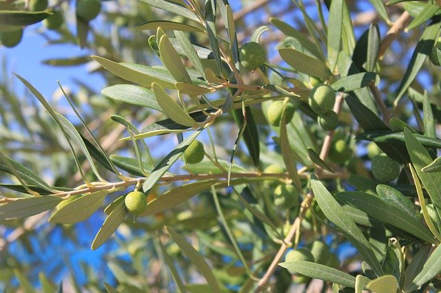 Descarga gratuita Olive Albania Nature - foto o imagen gratuita para editar con el editor de imágenes en línea GIMP