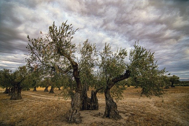 הורדה חינם של Olive Clouds Storm - תמונה או תמונה בחינם לעריכה עם עורך התמונות המקוון GIMP