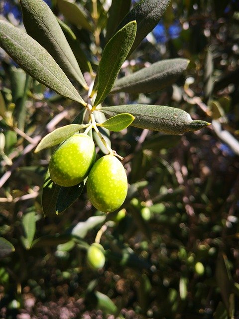 Free download Olive Green Tree -  free photo or picture to be edited with GIMP online image editor