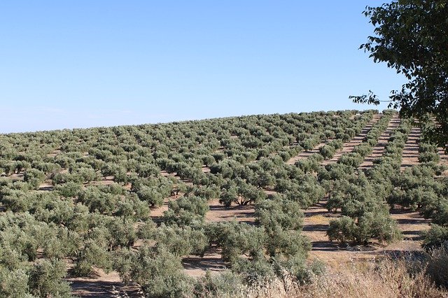 Free download Olive Groves Trees Martos -  free photo or picture to be edited with GIMP online image editor