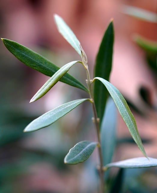 Free graphic olive leaves green olive tree to be edited by GIMP free image editor by OffiDocs