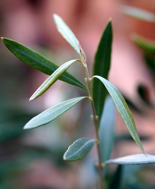 Free download olive leaves green olive tree free picture to be edited with GIMP free online image editor