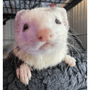 Oliverfy  screen for extension Chrome web store in OffiDocs Chromium