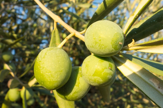 Free download olives go olive nature vegetable free picture to be edited with GIMP free online image editor