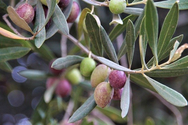 Descărcare gratuită Olives Olivenast Olive Tree - fotografie sau imagine gratuită pentru a fi editată cu editorul de imagini online GIMP